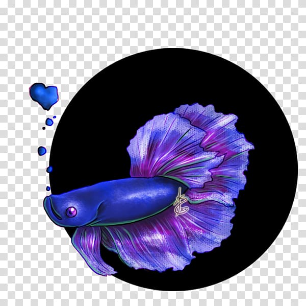 Siamese fighting fish Blue , betta transparent background PNG clipart