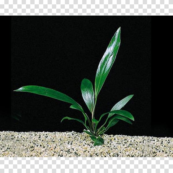 Anubias barteri var. nana Anubias gigantea Aquarium Aquarienpflanze Plant, plant transparent background PNG clipart