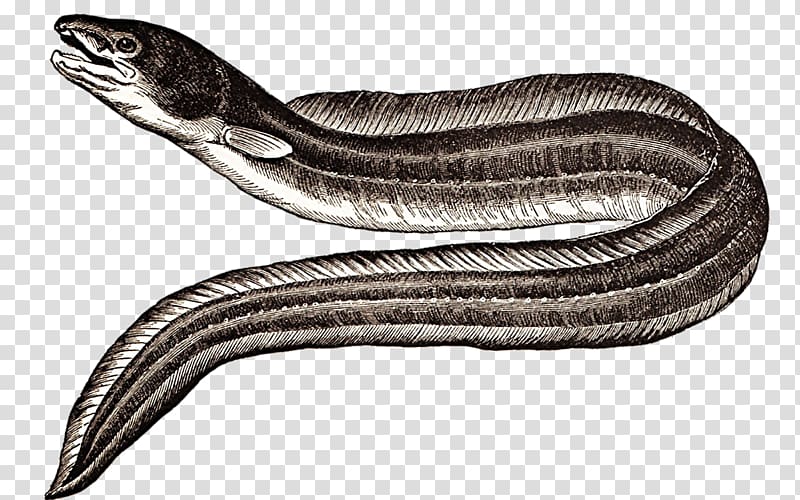 American eel Japanese eel Electric eel European eel, fish transparent background PNG clipart