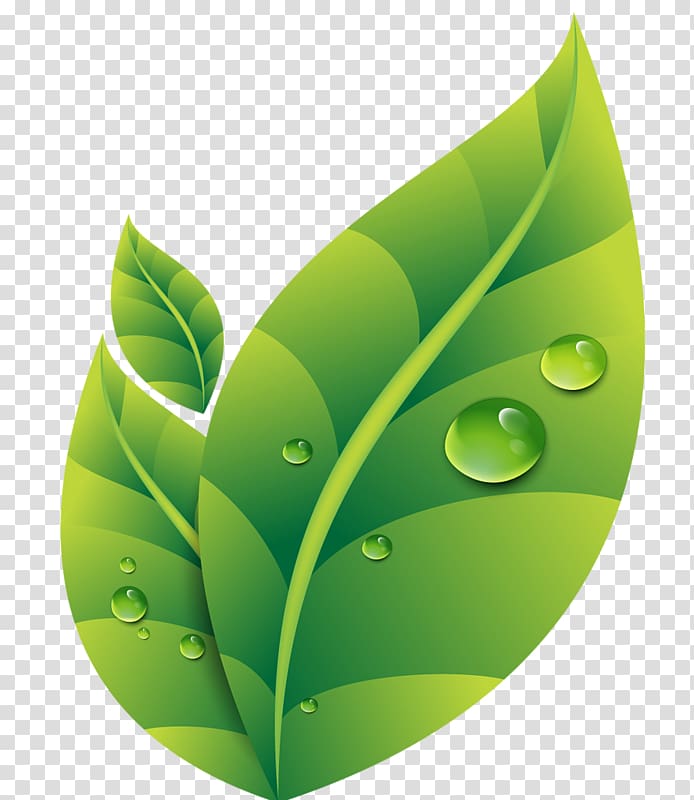 green leaves illustration, Dew Drop Leaf, Green leaves dew transparent background PNG clipart