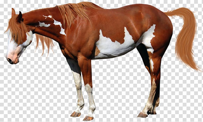 American Miniature Horse American Paint Horse Mustang National Show Horse Stallion, chestnut transparent background PNG clipart