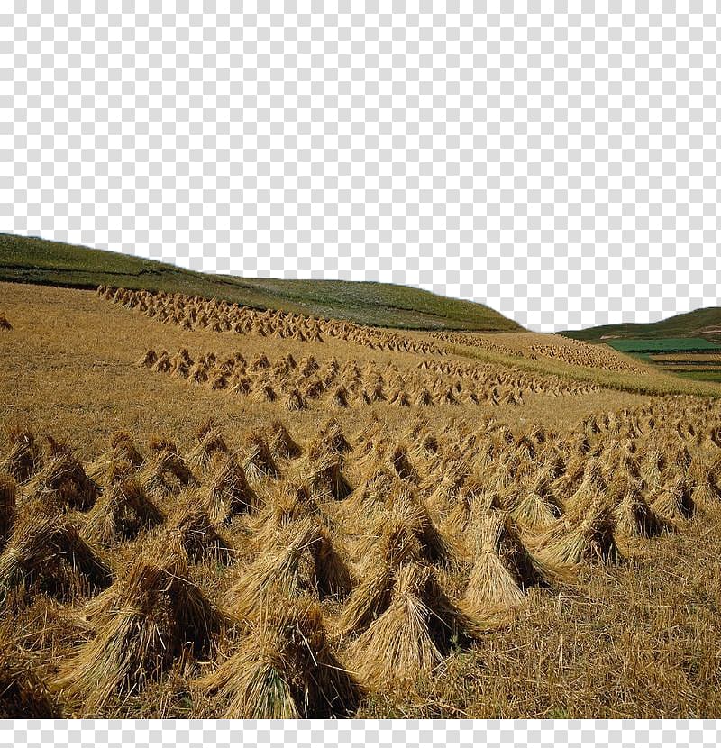 Arles: View from the Wheat Fields Combine Harvester Jingne Xiang, The rice is harvested on the hillside transparent background PNG clipart