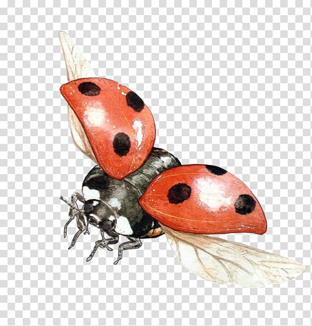 Ladybird beetle Portable Network Graphics Transparency , beetle transparent background PNG clipart