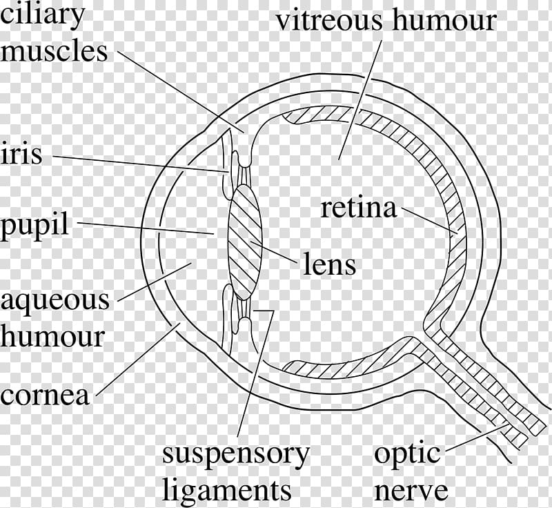 Human eye Diagram Drawing, Eye transparent background PNG clipart
