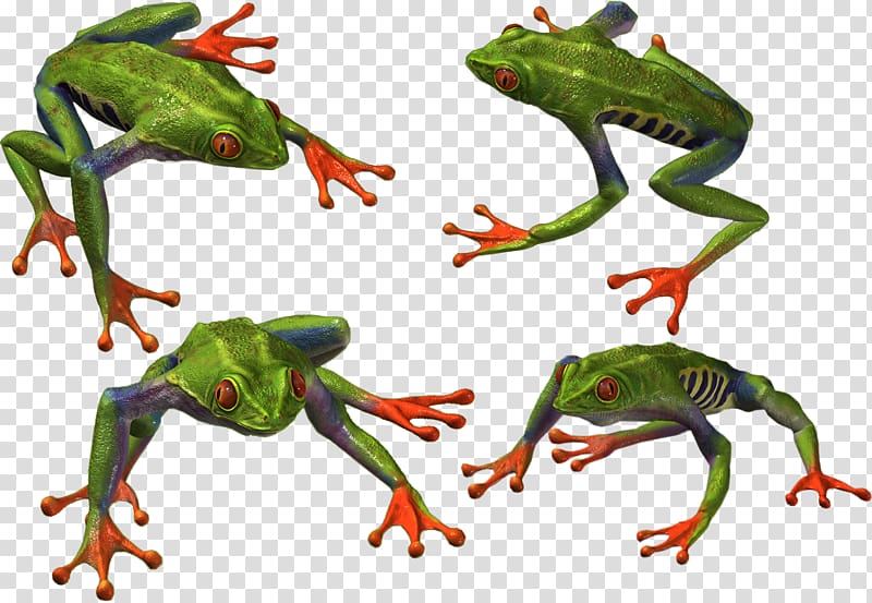 True frog Toad, Frog transparent background PNG clipart