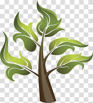 Tree , plant transparent background PNG clipart thumbnail