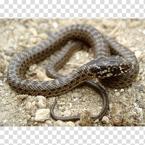 Sidewinder Kingsnakes Hognose snake Grass snake, snake transparent background PNG clipart