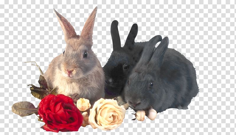 Domestic rabbit Hare , Three rabbits and roses transparent background PNG clipart