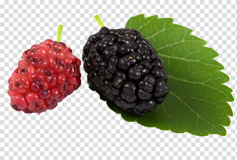 Black mulberry White mulberry Blackberry Aronia melanocarpa, blackberry transparent background PNG clipart