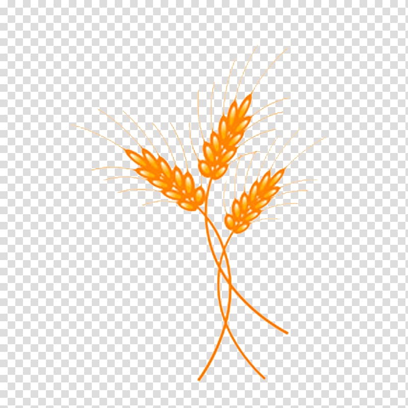 Grasses Illustration, plant transparent background PNG clipart