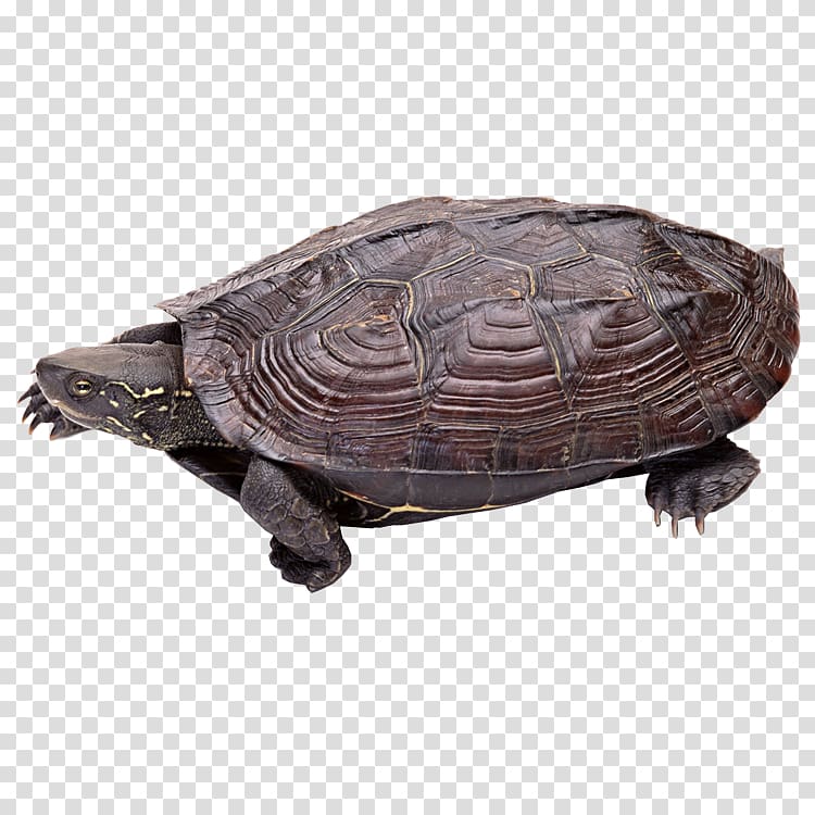 Turtles in captivity Reptile Chinese pond turtle Red-eared slider, turtle transparent background PNG clipart