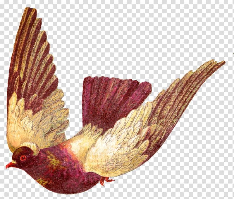 flying brown and red pigeon illustration, Homing pigeon Bird Columbidae English Carrier pigeon , all kinds of pigeons transparent background PNG clipart