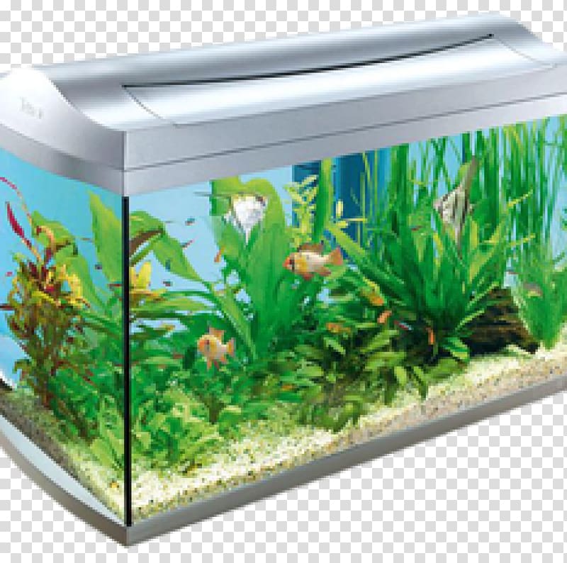 Aquariums Tetra Aquarium fish feed Tropical fish, fish tank transparent background PNG clipart