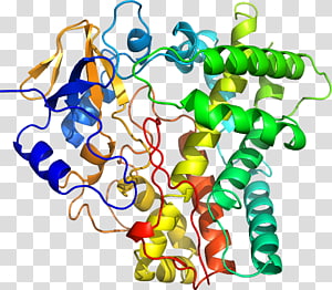 Human behavior Tree Line , tree transparent background PNG clipart thumbnail