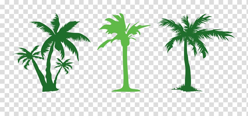 Tree Evergreen Arecaceae , Simple green coconut transparent background PNG clipart