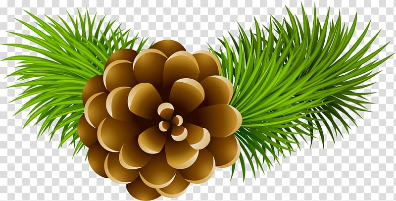 Conifer cone Pine , creative christmas tree branches transparent background PNG clipart