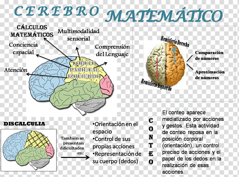 Mathematics Agy Mathematical logic Human brain, Mathematics transparent background PNG clipart