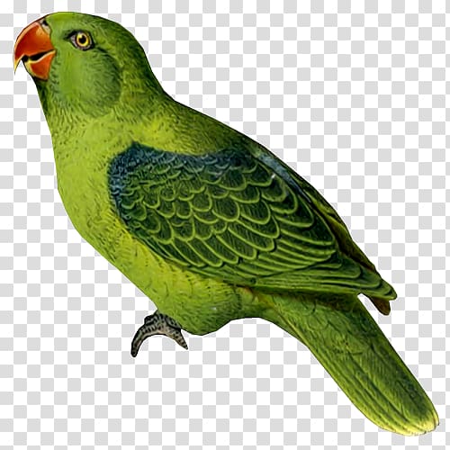 Budgerigar Parrot Bird Cockatiel Parakeet, parrot transparent background PNG clipart