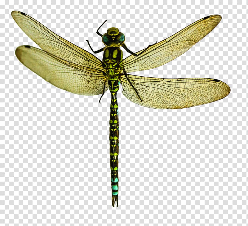 Dragonfly, Dragonfly transparent background PNG clipart