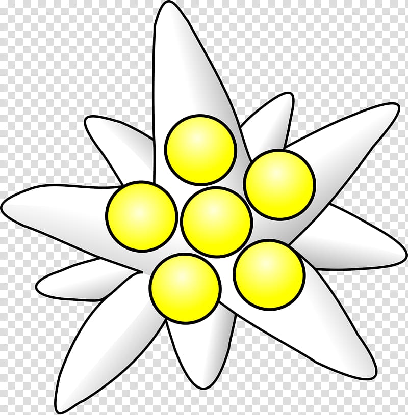 Edelweiss transparent background PNG clipart