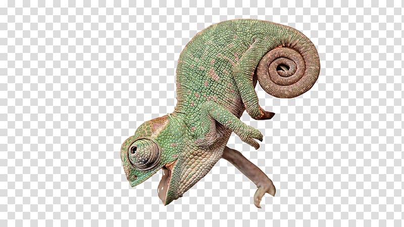 Chameleons Lizard Reptile, Lizard Creative transparent background PNG clipart