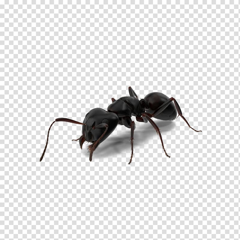 black ant illustration, Ant-Man Spider-Man, Black ants transparent background PNG clipart