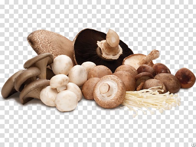 Common mushroom Edible mushroom Hen-of-the-wood Shiitake, mushroom transparent background PNG clipart
