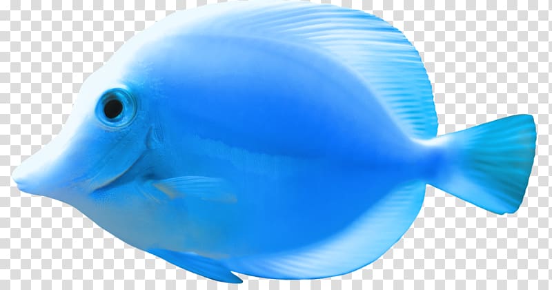 Fish , Fish N' Grill transparent background PNG clipart