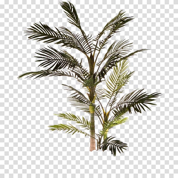Babassu Clipping path Arecaceae Tree, tree transparent background PNG clipart