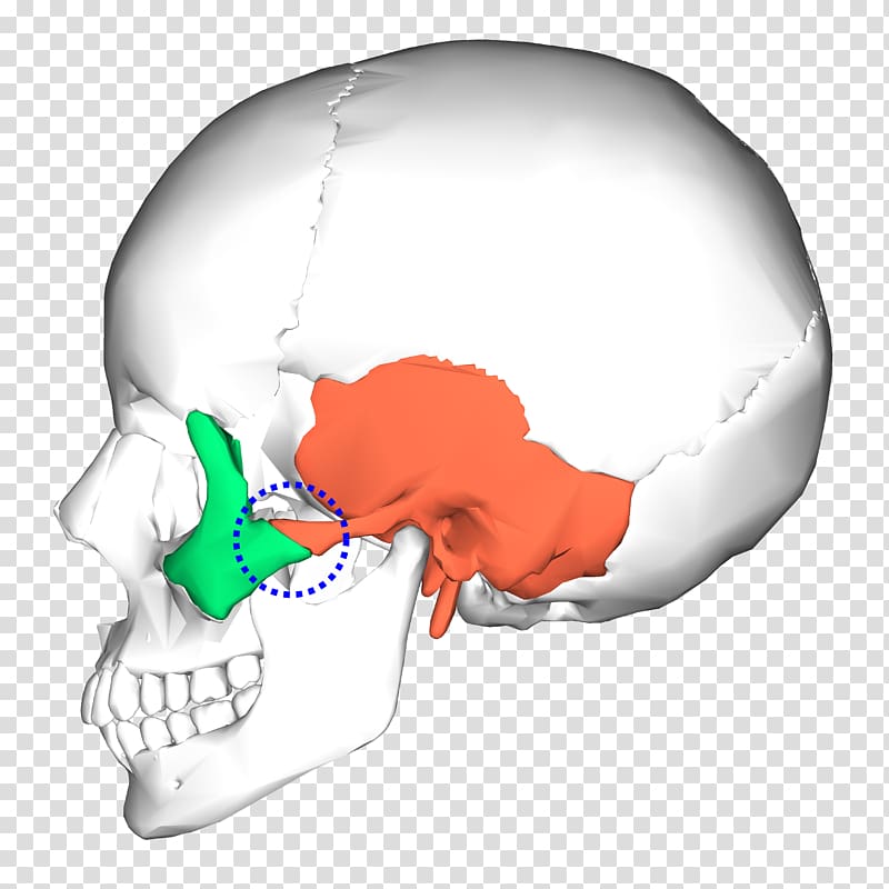 Occipital bone Temporal bone Skull Sphenoid bone, skull transparent background PNG clipart