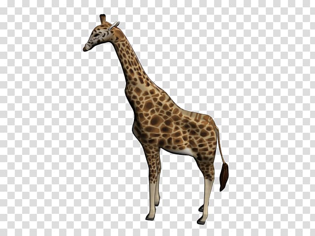 Reticulated giraffe Northern giraffe West African giraffe 3D modeling, others transparent background PNG clipart