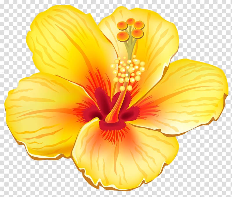 Flower , Yellow Exotic Flower , yellow and red hibiscus flower transparent background PNG clipart
