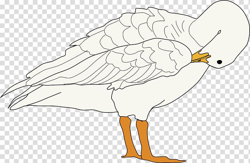 Goose Bird , White ducks transparent background PNG clipart