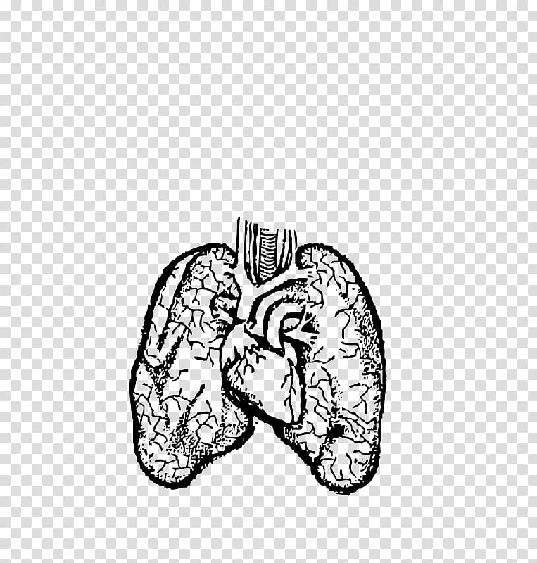 Lung Drawing Human body , others transparent background PNG clipart