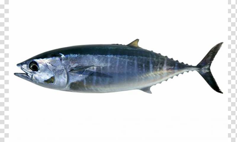 Ocean Food Thunnus Fish , fish transparent background PNG clipart