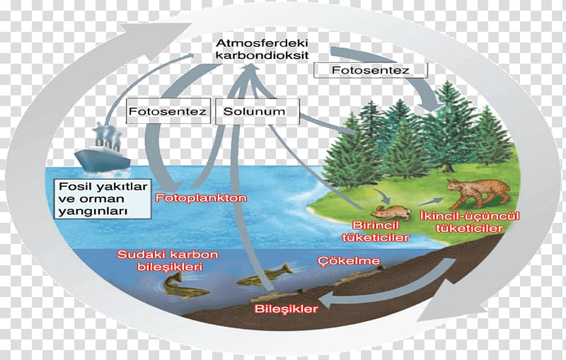 Carbon cycle Matter Water cycle, water transparent background PNG clipart