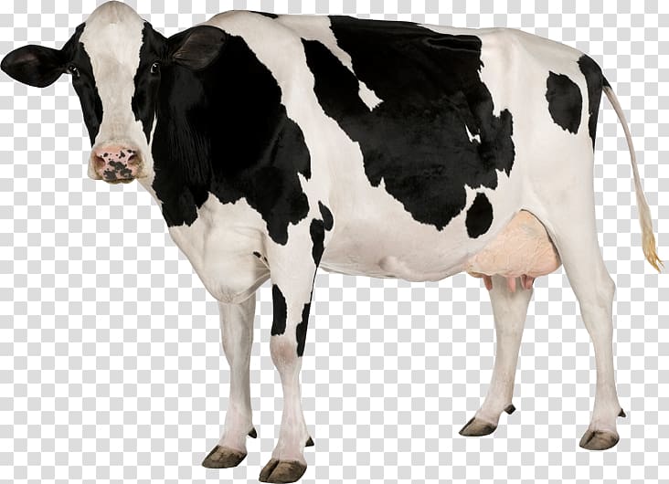 Holstein Friesian cattle Calf Dairy cattle, others transparent background PNG clipart