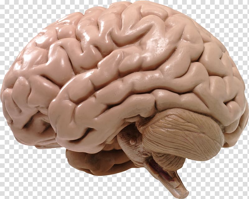 brain , Human brain Cerebrum Spinal cord Central nervous system, Brain transparent background PNG clipart