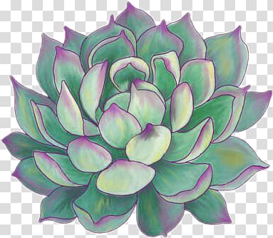 green lotus illustration, Succulent plant Paper Bumper sticker Drawing, others transparent background PNG clipart