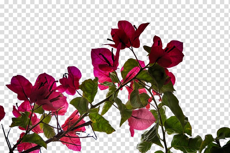 Bougainvillea Petal Plant Flower, plant transparent background PNG clipart