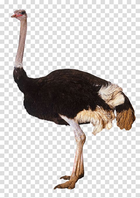 Common ostrich Bird , Bird transparent background PNG clipart