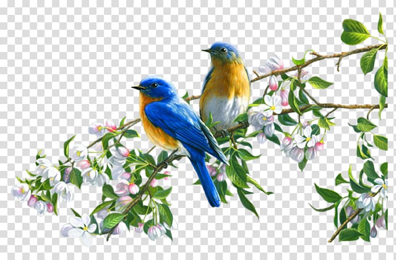 Bird Es Art, Bird transparent background PNG clipart