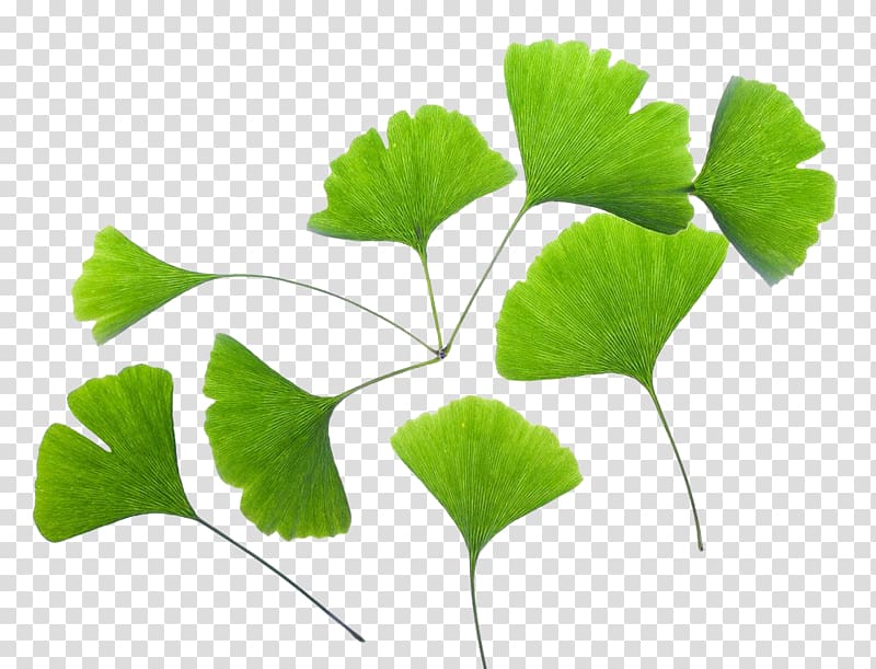 Ginkgo biloba Extract Leaf Plant, Leaf transparent background PNG clipart