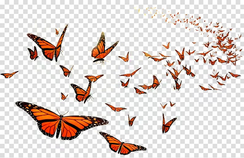 Monarch butterfly Flight Orange Middle School Insect, beautiful gift transparent background PNG clipart
