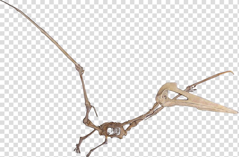 Quetzalcoatlus Hatzegopteryx Maastrichtian Javelina Formation Pterosaurs, dinosaur skeleton transparent background PNG clipart