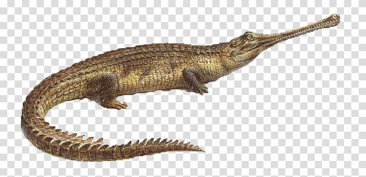 Velociraptor Gharial Crocodiles Terrestrial animal, others transparent background PNG clipart