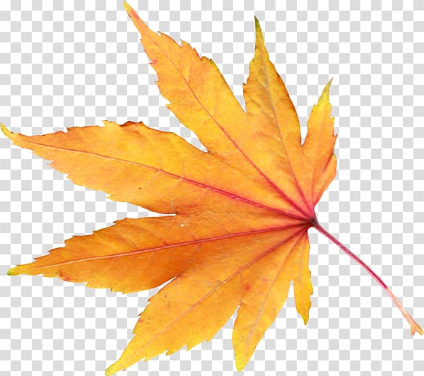 Autumn leaf color , fallen leaves transparent background PNG clipart