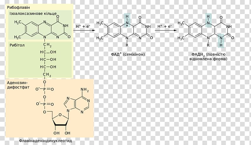 Flavin adenine dinucleotide Redox Flavin group Electron Nicotinamide adenine dinucleotide, reduction transparent background PNG clipart