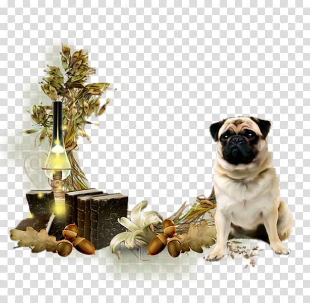 Pug Dog breed Companion dog Toy dog Snout, Ephedia Partie 2 transparent background PNG clipart