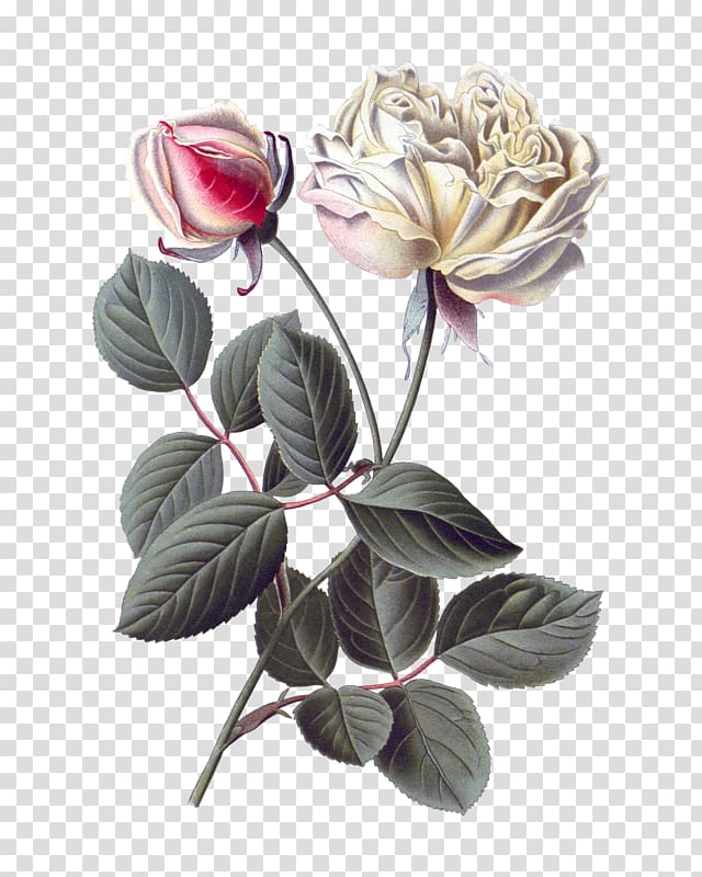Garden roses Cabbage rose Botany Botanical illustration Flower, flower transparent background PNG clipart
